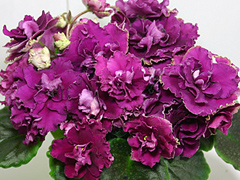 photo_nor for Ness' Antique Red