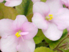 photo_nor for Rob's Boogie Woogie