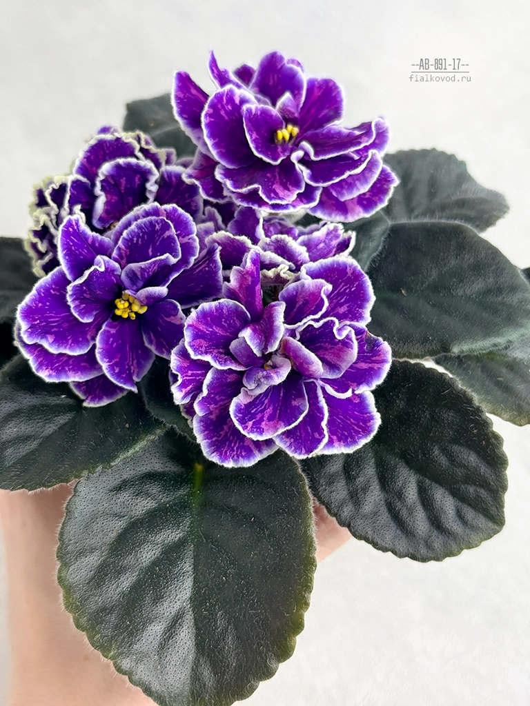 косм-с-зел-1204-медузы-(13).jpg
