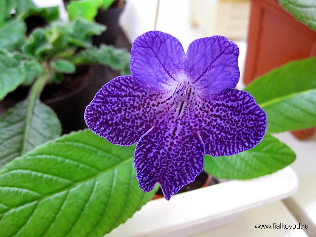 Senandoah Sugarplum