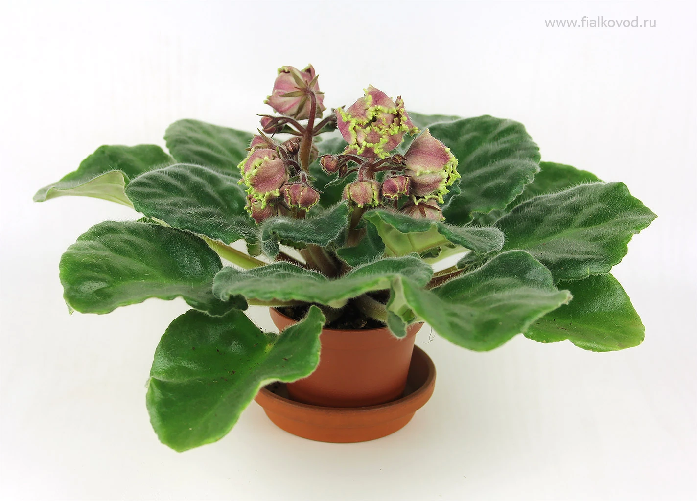 АВ-777-33, сеянец