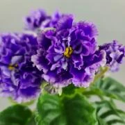 photo_nor for РМ-Синий Бриллиант