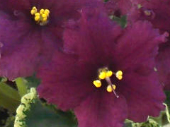 photo_nor for ВаТ-Темный Лорд