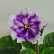 photo_nor for МТ-Свет Кометы