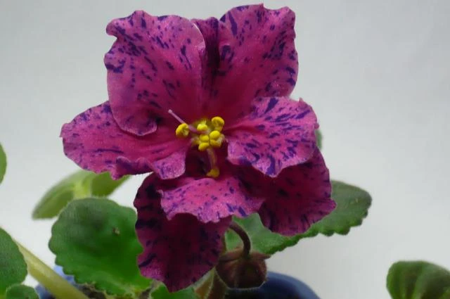 p1050187.jpg