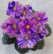 photo_nor for Ален-Вечерний Львов  