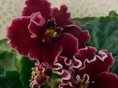 photo_nor for ЛЕ-Корсика