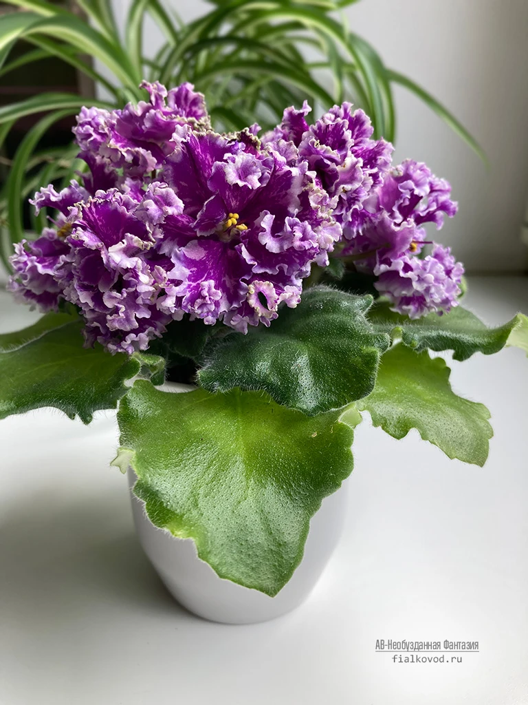 АВ-Необузданная Фантазия (872-787)