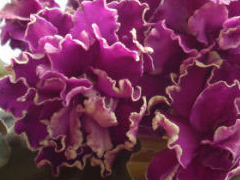 photo_nor for Леший