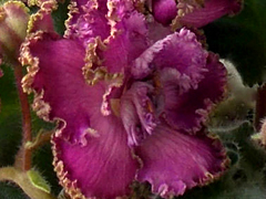 photo_nor for Лесная Фея