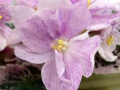 photo_nor for С-Страна Эдельвейсов (22-192)