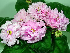 photo_nor for Ваше Величество