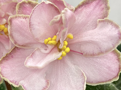photo_nor for С-22-117, сеянец