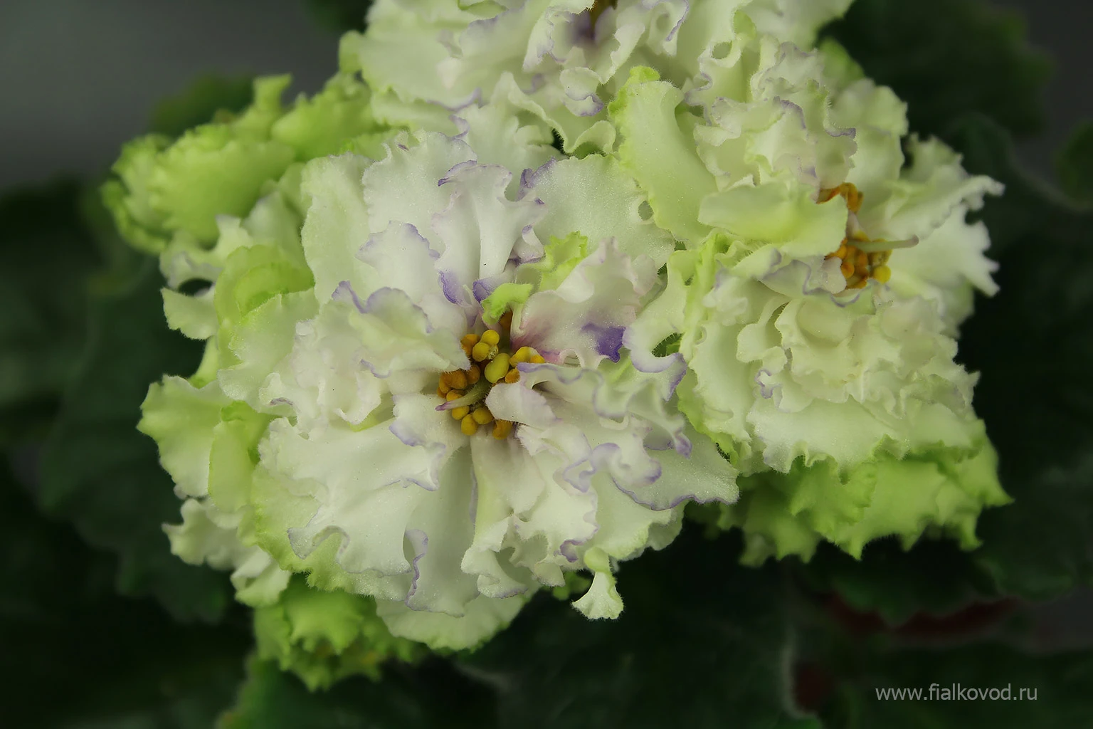 АВ-783-44, сеянец