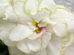 photo_nor for АВ-Новая Жизнь (850-89)