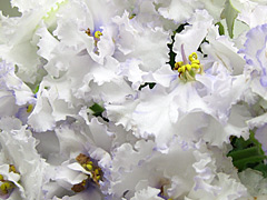 photo_nor for РС-Призрак