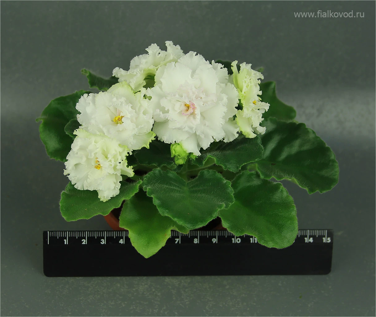 АВ-793-45, сеянец