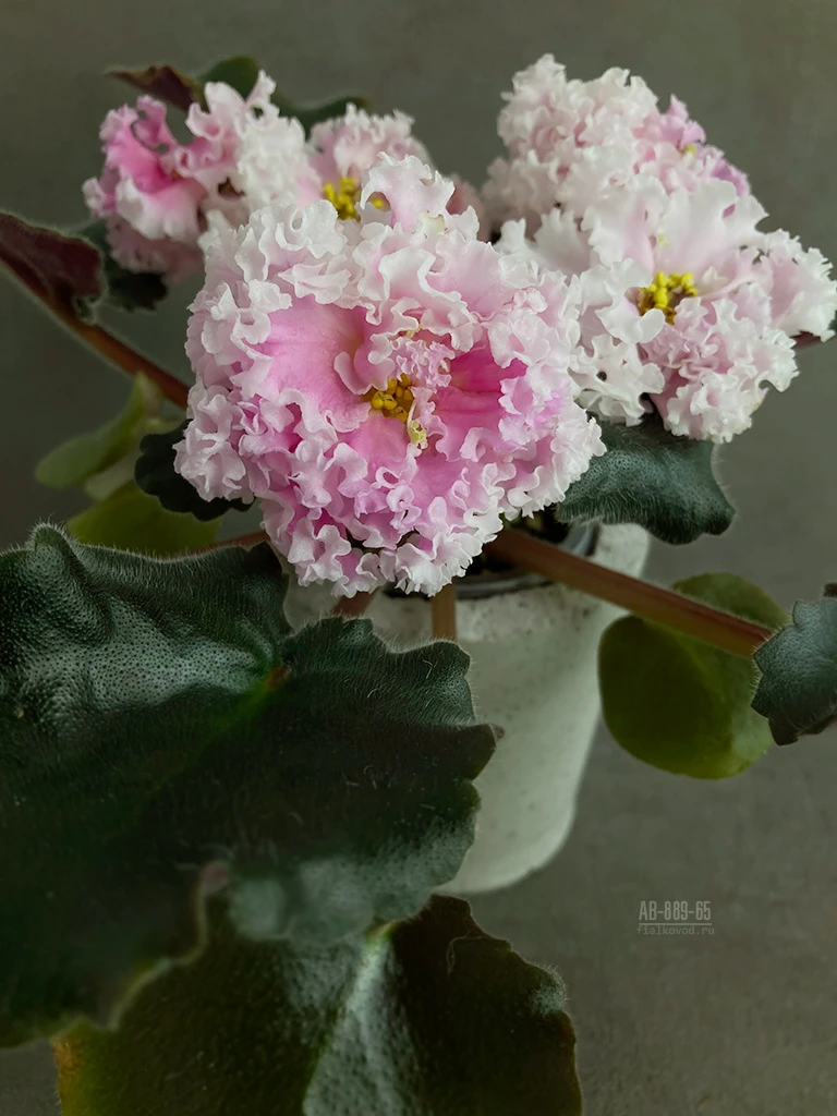 АВ-889-65, сеянец