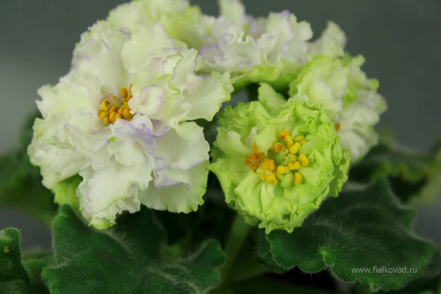 АВ-783-44, сеянец