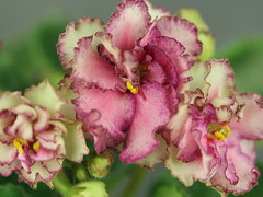 photo_nor for АВ-Вальс Цветов (807-3)