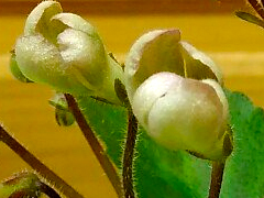 photo_nor for Morgan's Sweet Patootie
