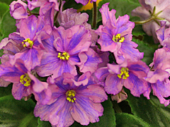 photo_nor for Наша Знакомая