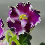 photo_nor for ЛФ-Верю в Чудеса