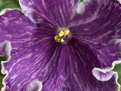 photo_nor for С-Нити Судьбы (23-35)