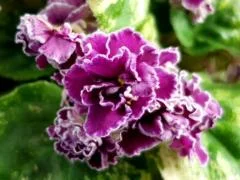 photo_nor for АН-Мадам Бовари