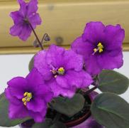 photo_nor for НЛ-Вечернее Платье 