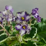 photo_nor for ЛЕ-Алмазная Диадема