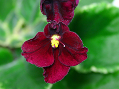 photo_nor for Mac's O'scarlet O'hara