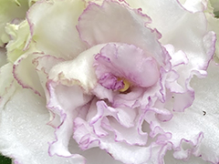 photo_nor for С-22-363, сеянец