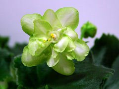 photo_nor for Green Horizon