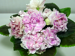 photo_nor for ЛЕ-Айседора