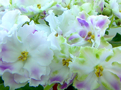photo_nor for РС-Лесная Жемчужина