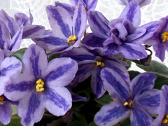 photo_nor for DS-Лавандовая Сказка