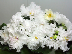 photo_nor for ЛЕ-Взбитые Сливки