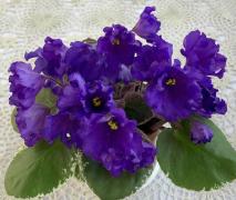 photo_nor for OS-Невские Колокольчики