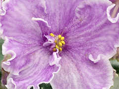 photo_nor for С-Августин (22-135)