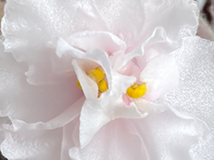 photo_nor for С-22-543, сеянец