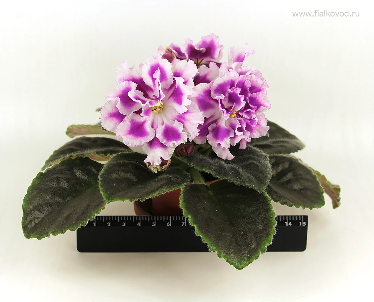 АВ-771-180, сеянец