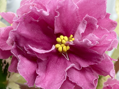photo_nor for С-Малиновый Чизкейк (22-317)