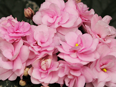 photo_nor for Cajun's Roses Anyone
