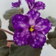 photo_nor for СМ-Тайна Вселенной