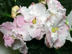 photo_nor for РС-Золушка