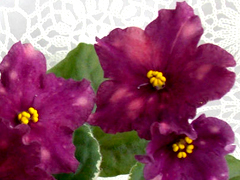 photo_nor for ВаТ-Виктория
