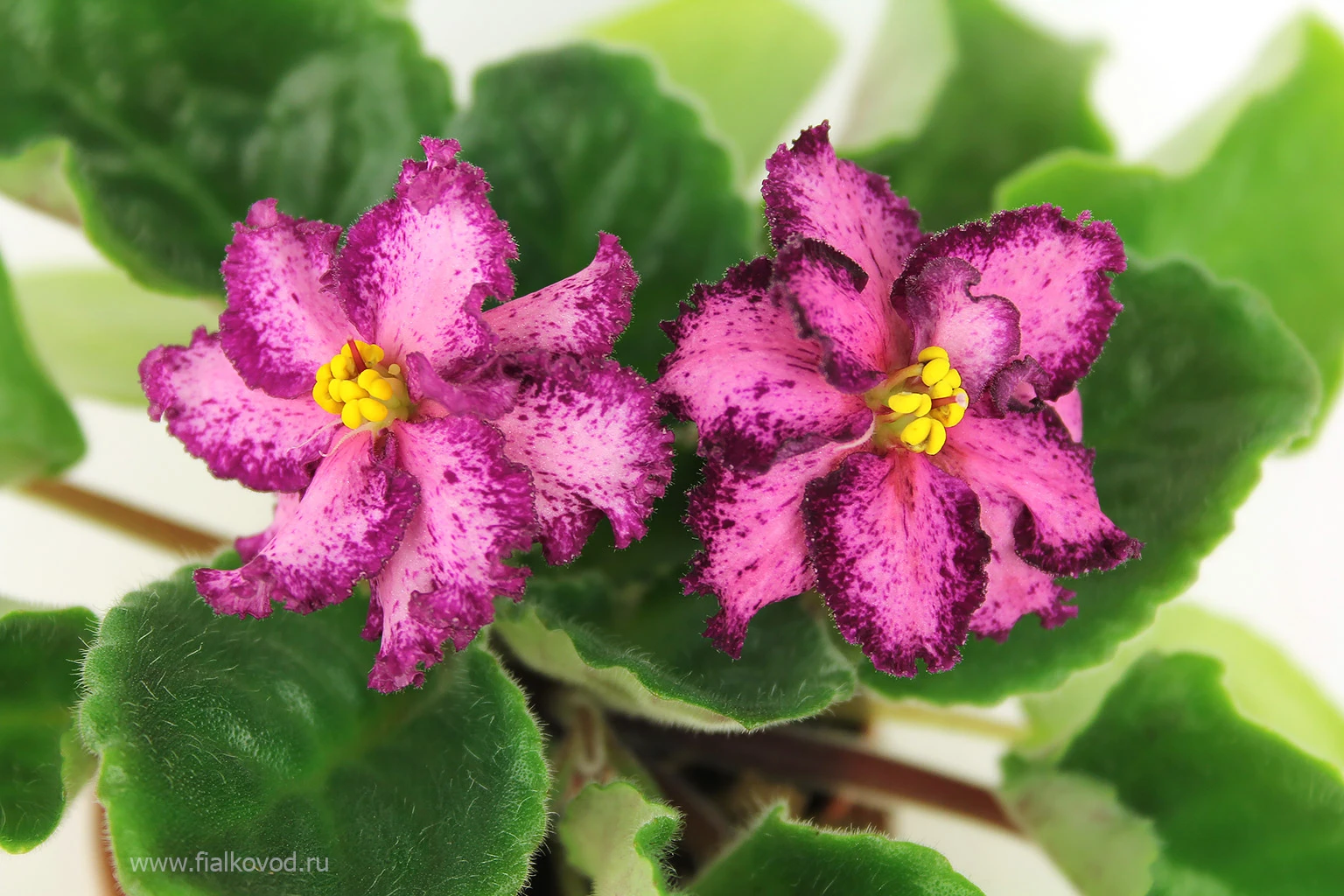 АВ-792-24, сеянец