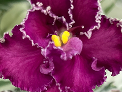 photo_nor for С-Гусарская Баллада (22-457)