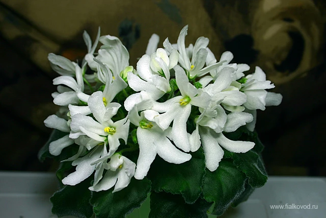Lunar Lily white
